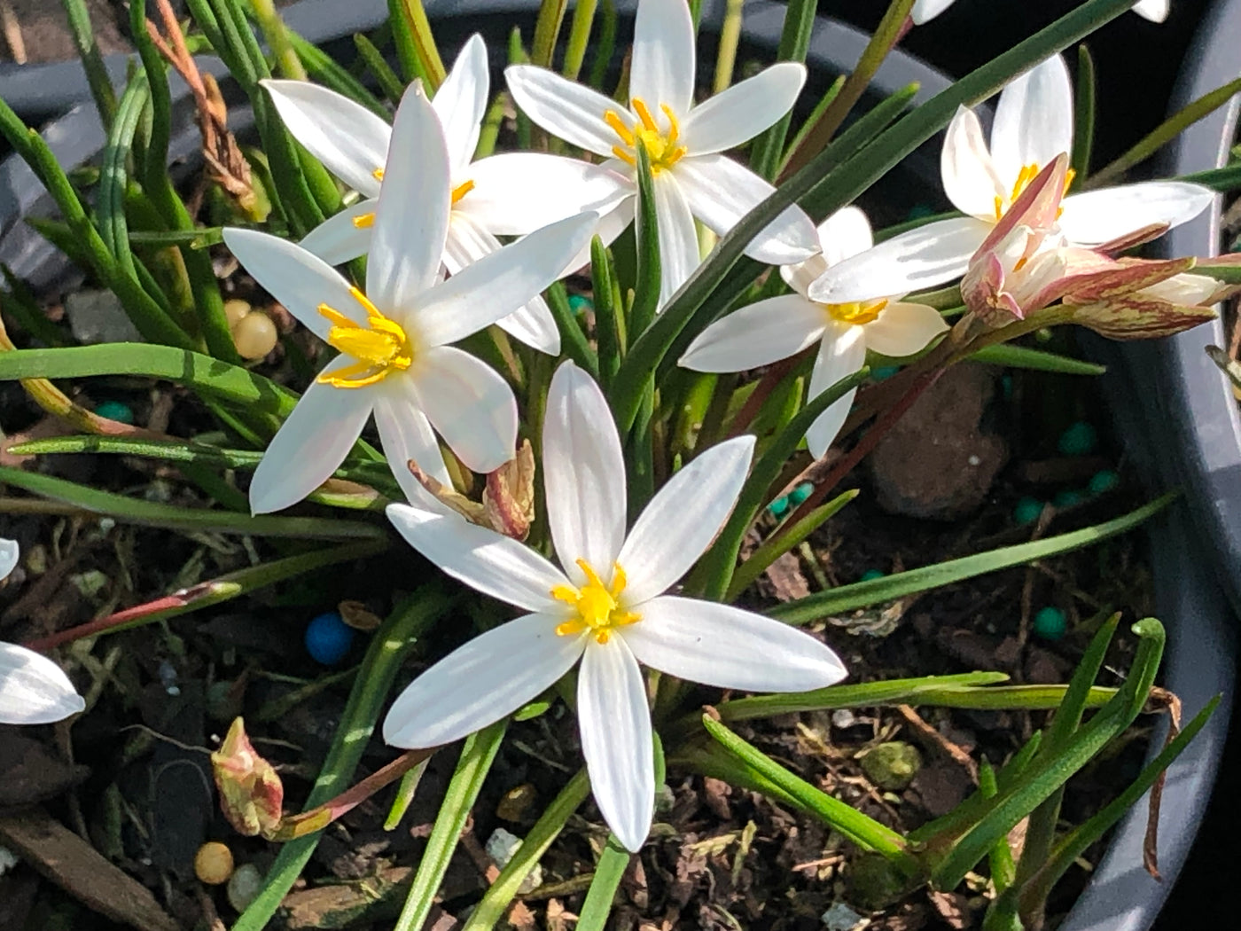 Zephyranthes verecunda | Dwarf Rain Lily