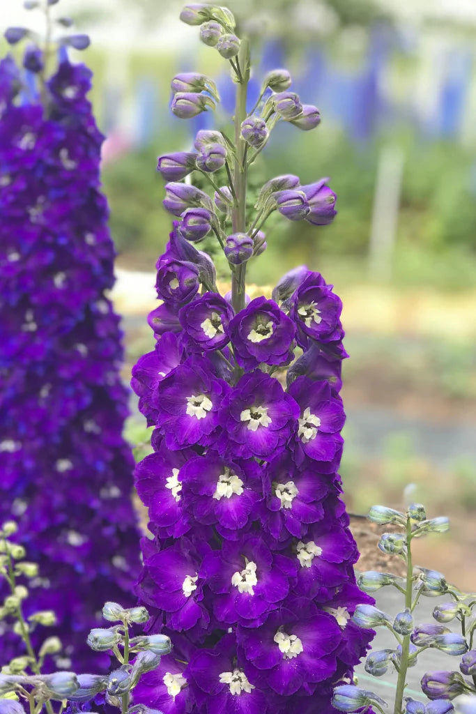 Delphinium elatum | Purple Passion
