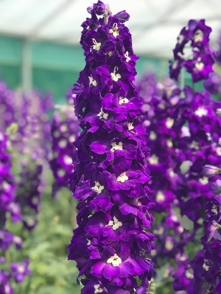 Delphinium elatum | Purple Passion