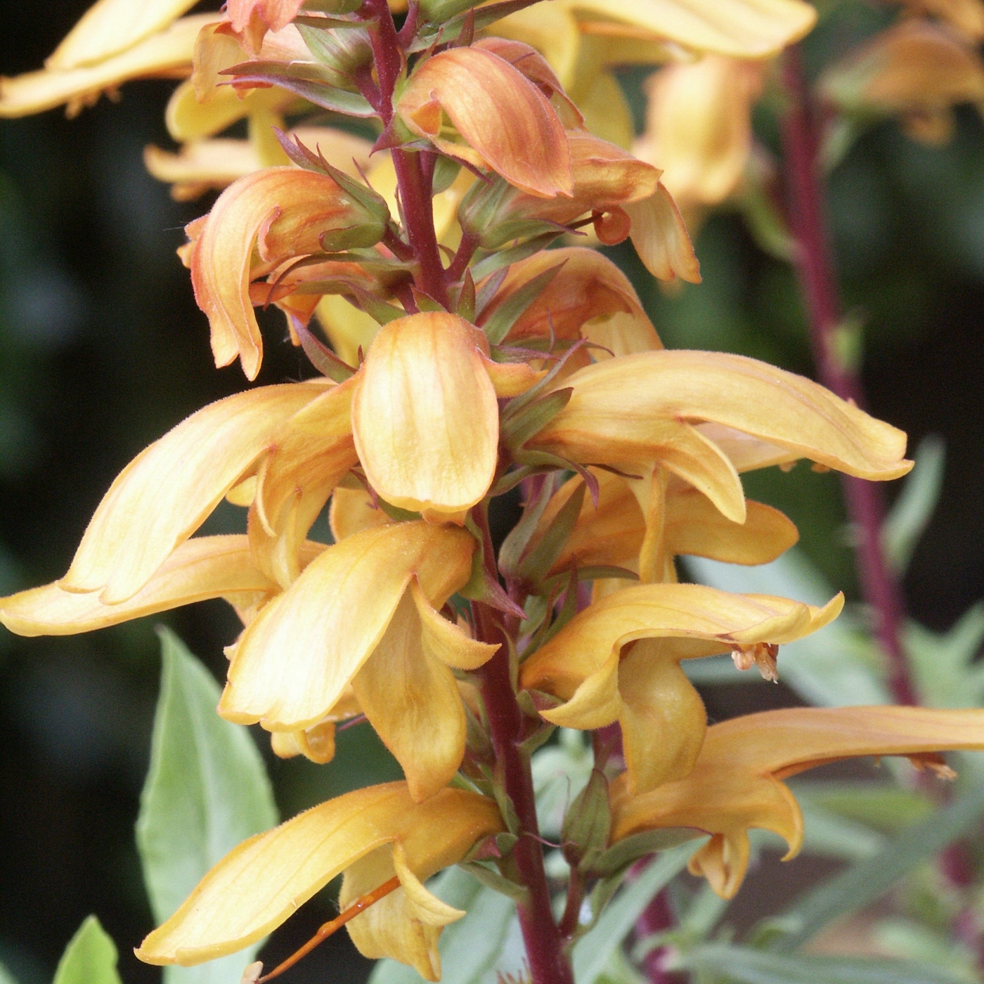 Isoplexis canariensis