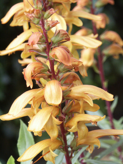 Isoplexis canariensis