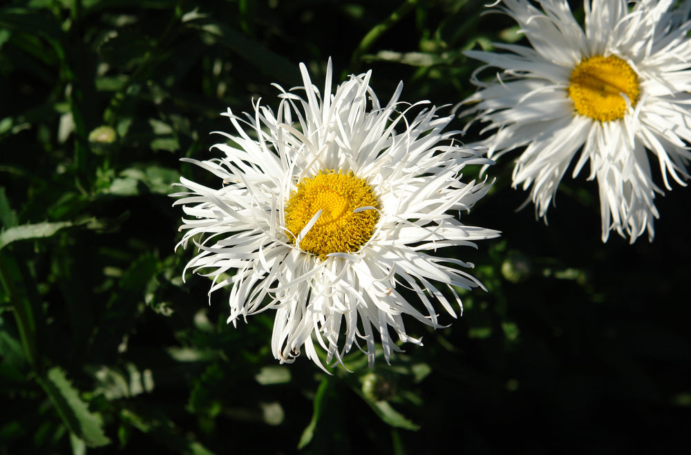 Leucanthemum x superbum | Shapcott Gossamer