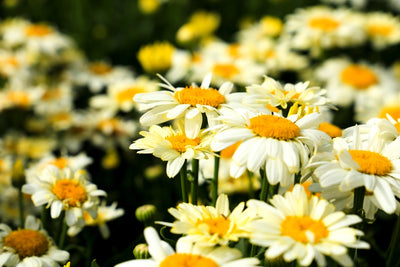 Leucanthemum x superbum sonnenshein | Sunshine