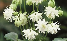 Aquilegia vulgaris | Lime Sorbet