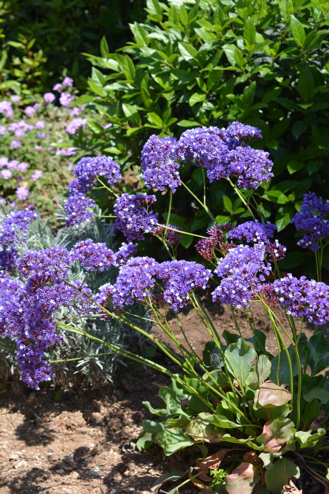 Limonium perezii | Blue Smoke