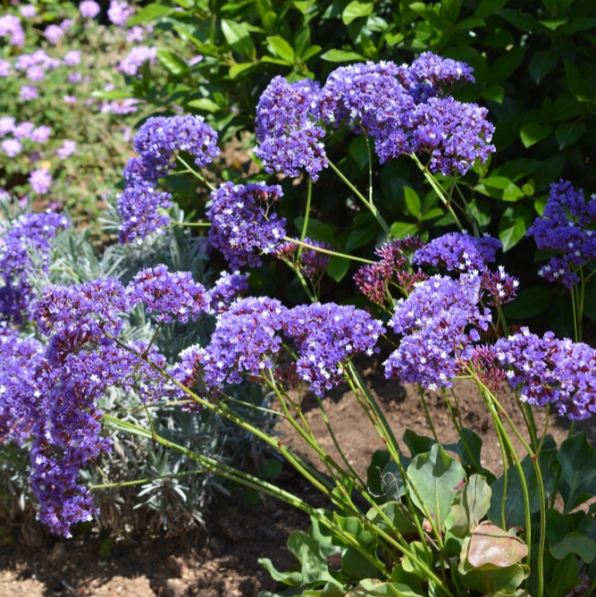 Limonium perezii | Blue Smoke