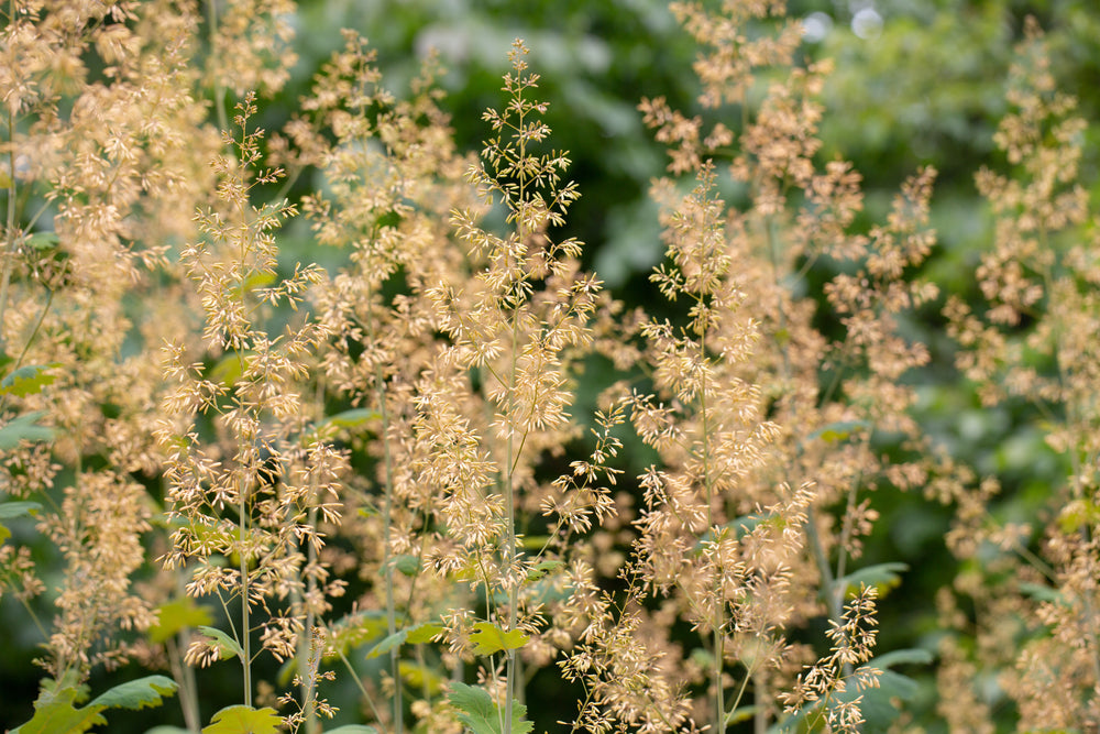 Macleaya cordata | Plume Poppy
