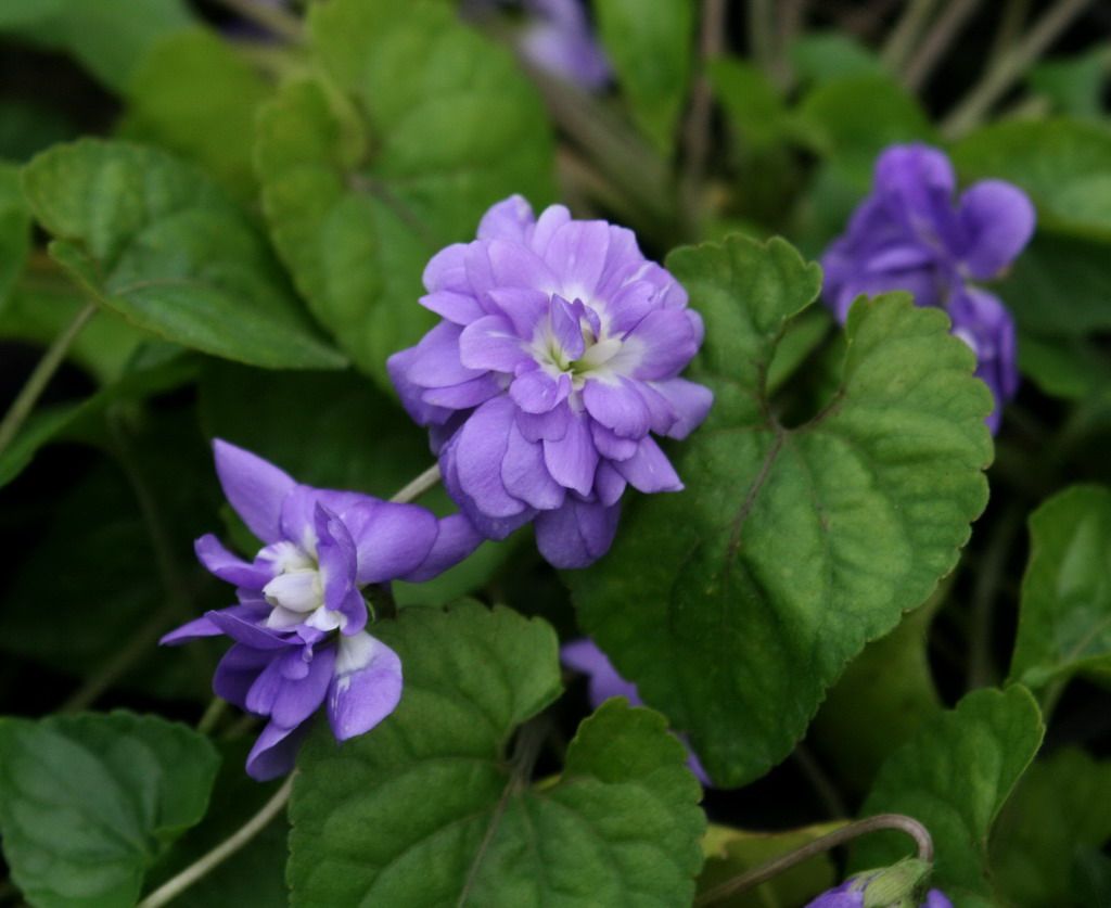 Viola odorata | Marie Louise
