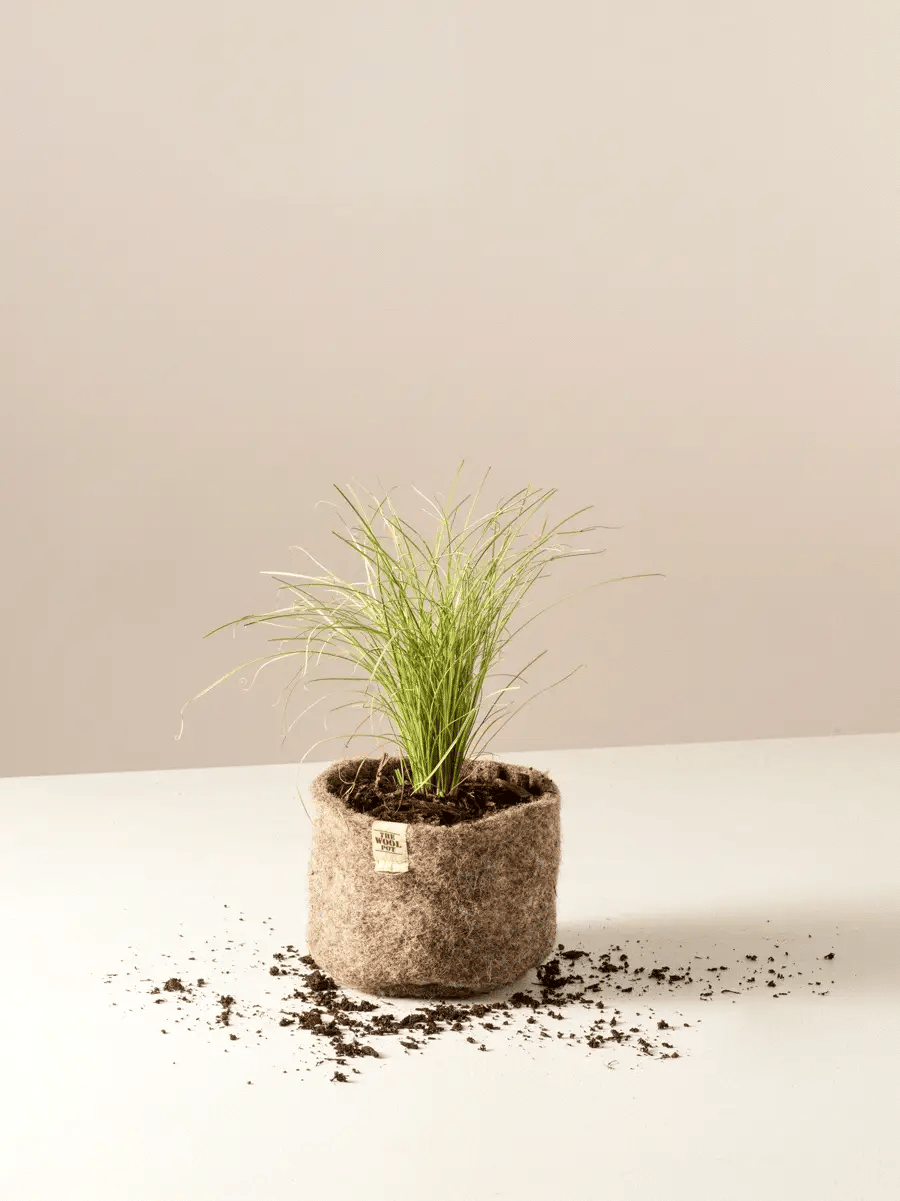 The Wool Pot | Set Of 3