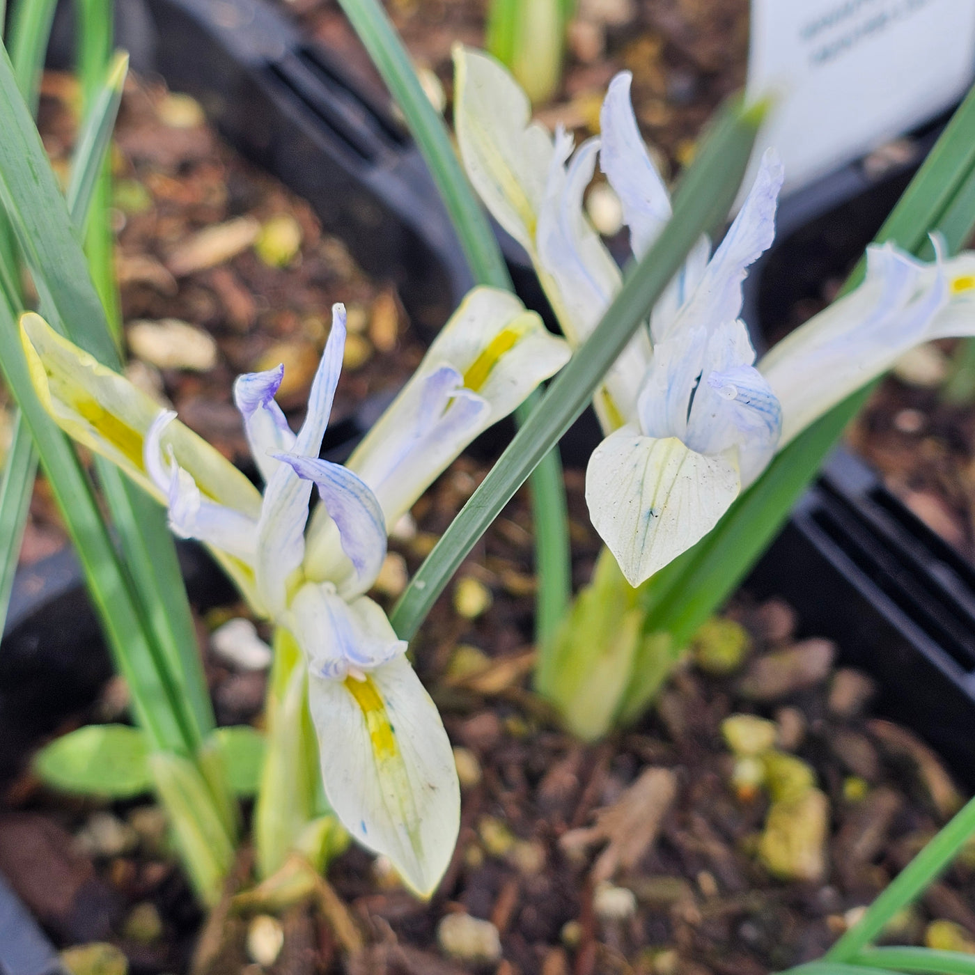 Miniature Iris reticulata | Painted Lady