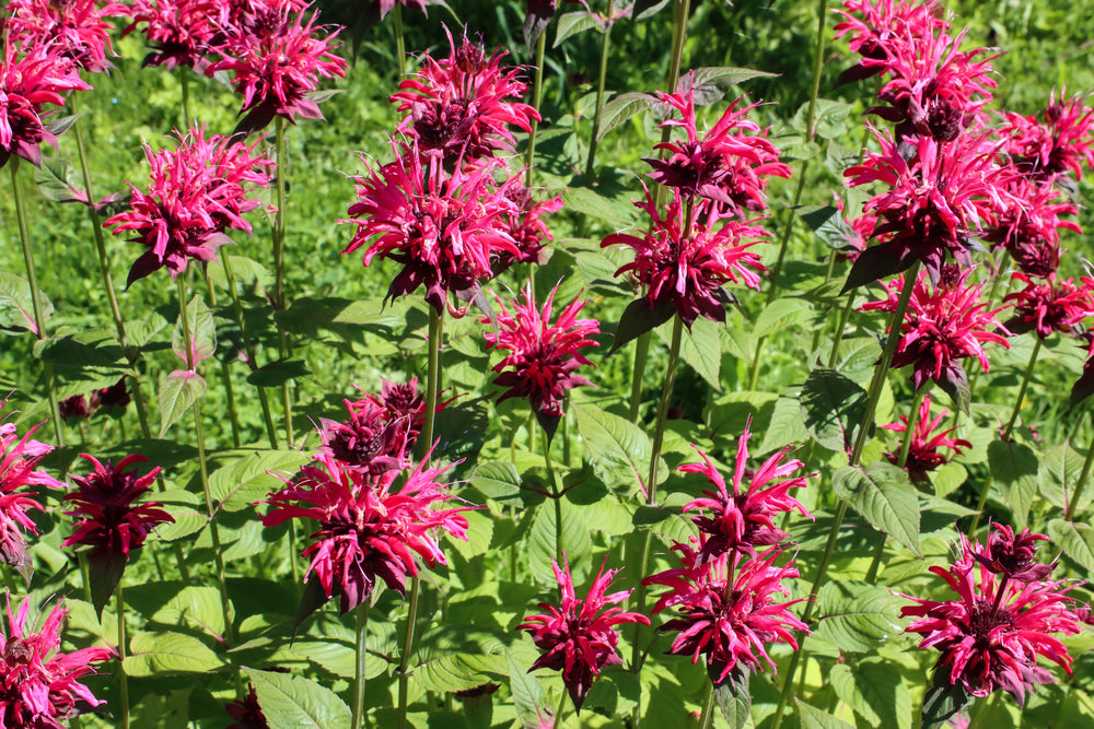 Monarda didyma | Libra | Bee Balm | Bergamot