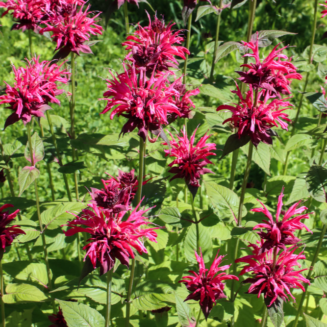 Monarda didyma | Libra | Bee Balm | Bergamot