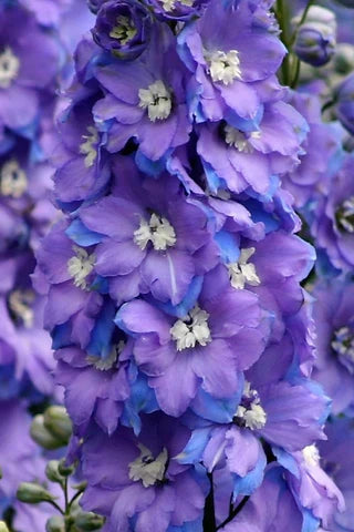 Delphinium elatum | Morning Lights