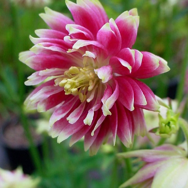Aquilegia vulgaris var. stellata | 'Nora Barlow'