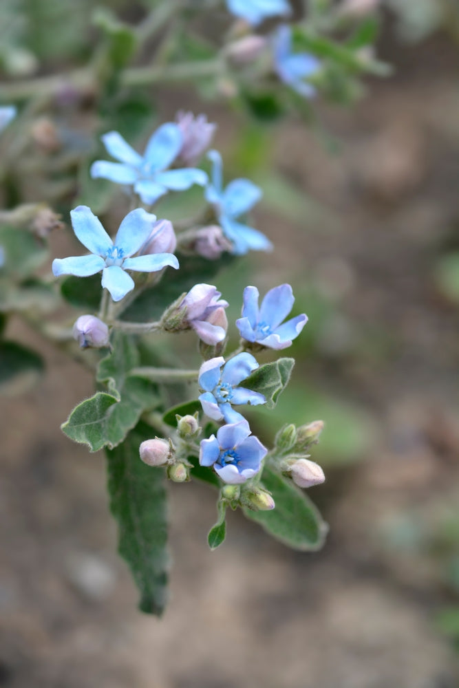 Oxypetalum coeruleum | Heavenly Blue | Tweedia