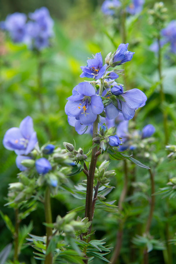 Polemonium yezoense  | Purple Rain