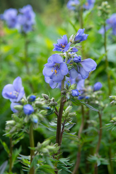 Polemonium yezoense  | Purple Rain