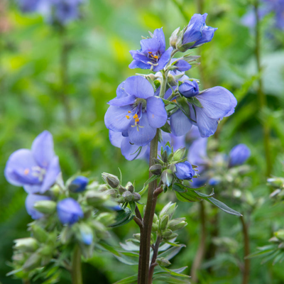 Polemonium yezoense  | Purple Rain