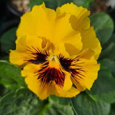 Pansy | Frilled Mix