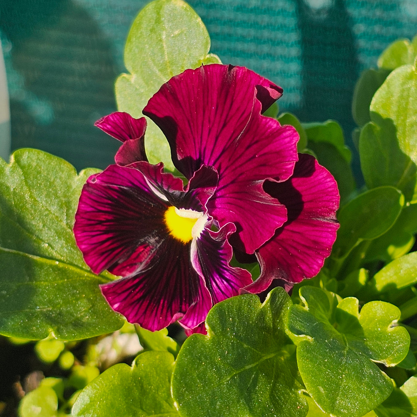 Pansy | Whiskers Mix