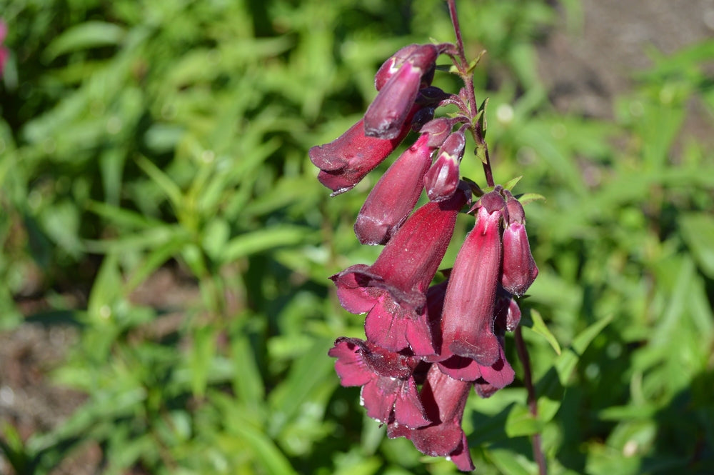 Penstemon | Port Wine
