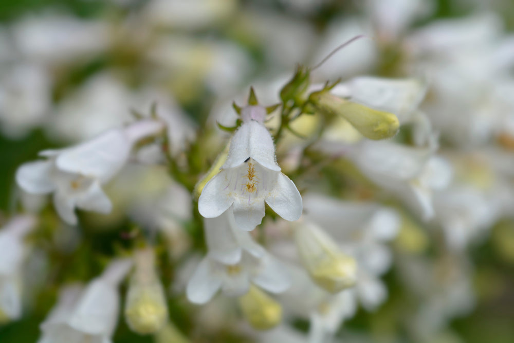 Penstemon | Snowstorm