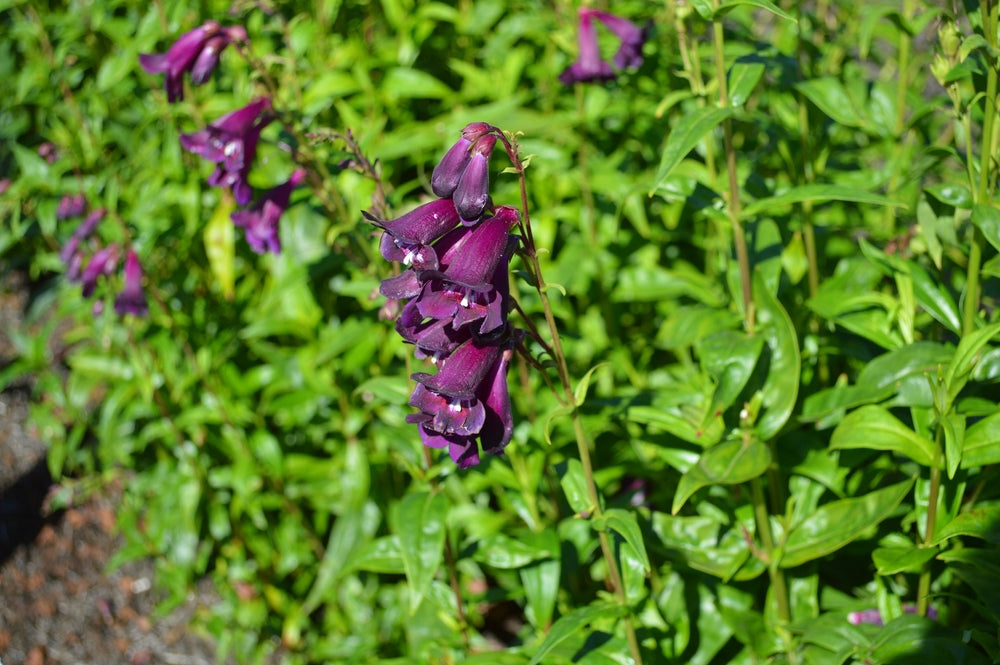 Penstemon digitalis | Burgundy | Beardtongue