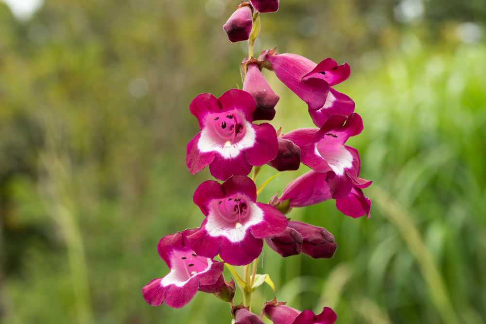 Penstemon digitalis | Charles Rudd | Beardtongue