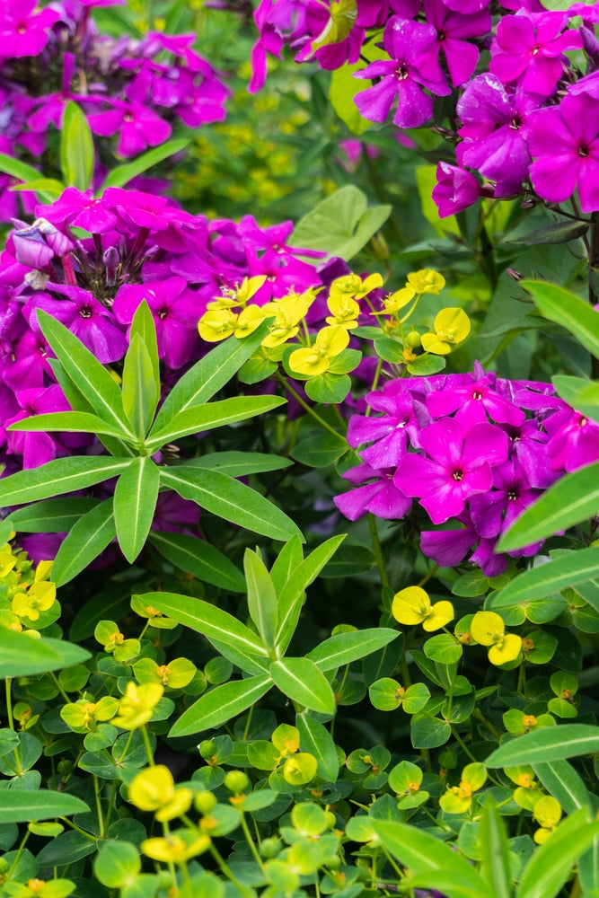 Phlox paniculata | Dusterlohe