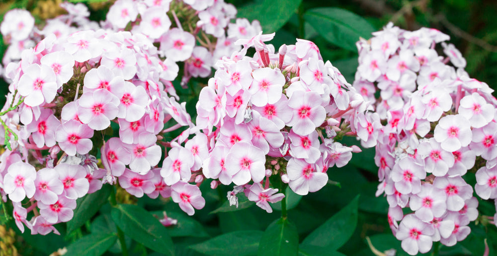 Phlox paniculata | Mother Of Pearl
