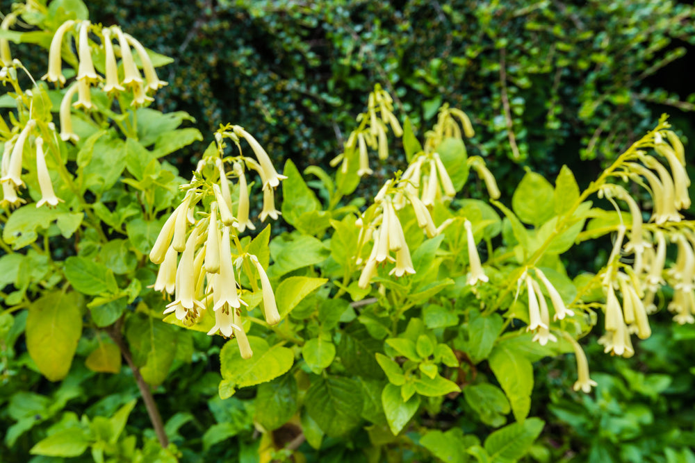 Phygelius aequalis | Yellow Trumpet | Cape Fuchsia