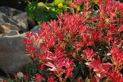 Pieris japonica | Flaming Silver