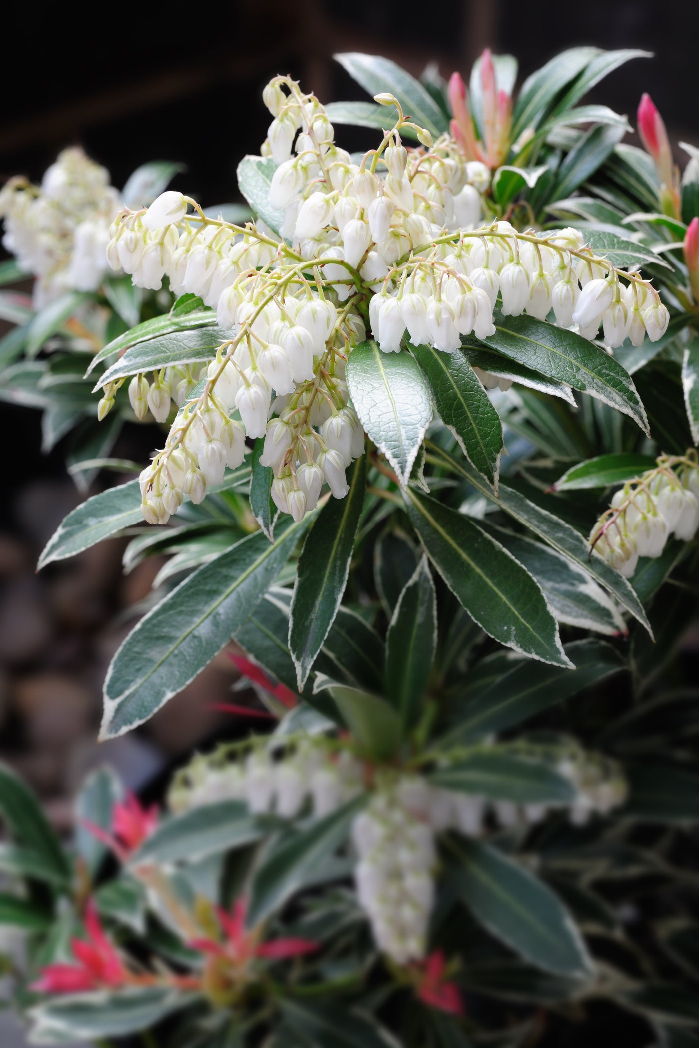 Pieris japonica | Flaming Silver