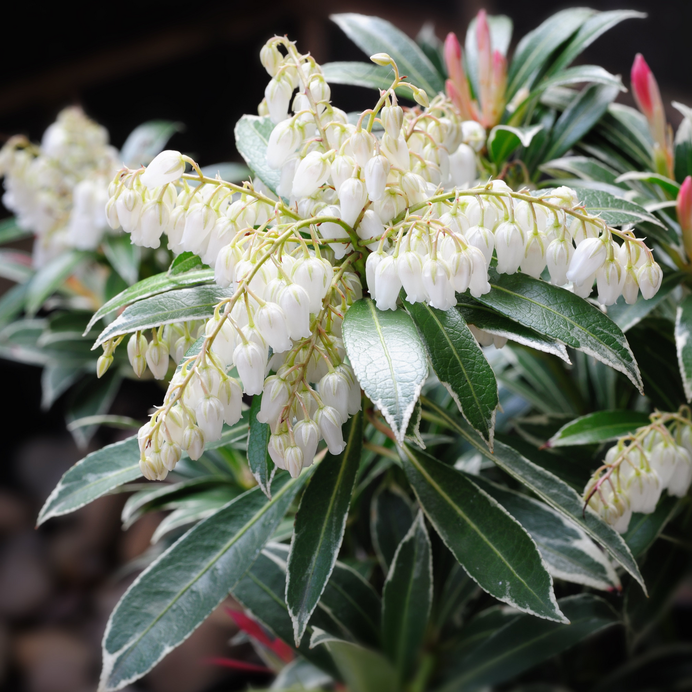 Pieris japonica | Flaming Silver