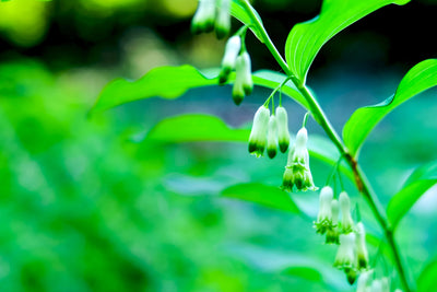 Polygonatum x hybridum | Solomon's Seal