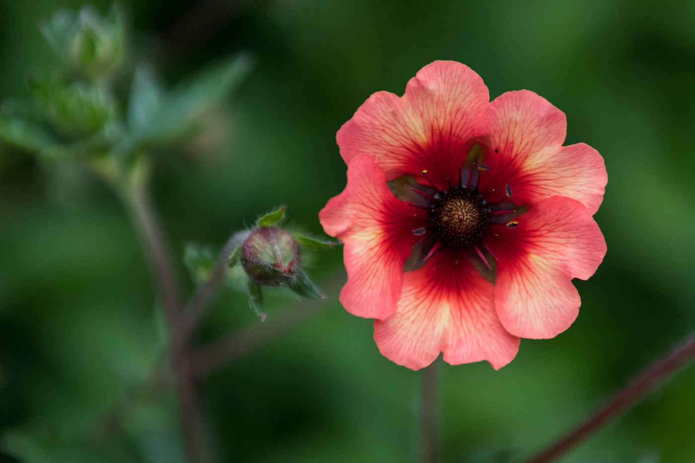 Potentilla | Melton Fire