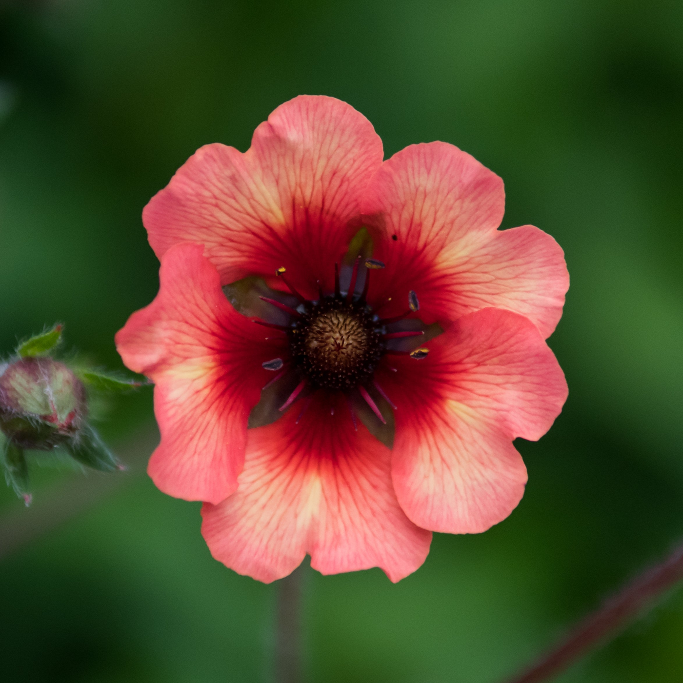 Potentilla | Melton Fire