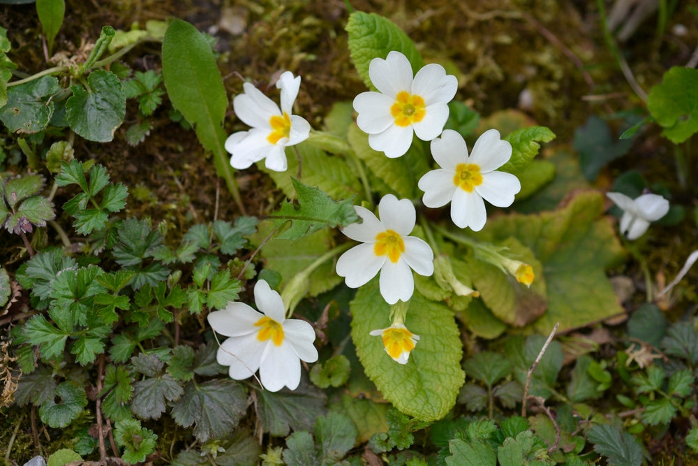 Primula vulgaris | Alba