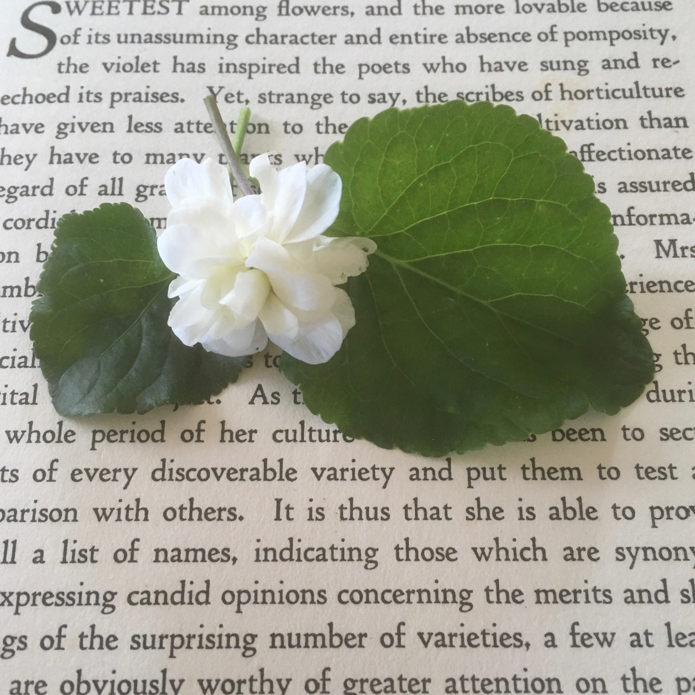 Viola odorata | Swanley White