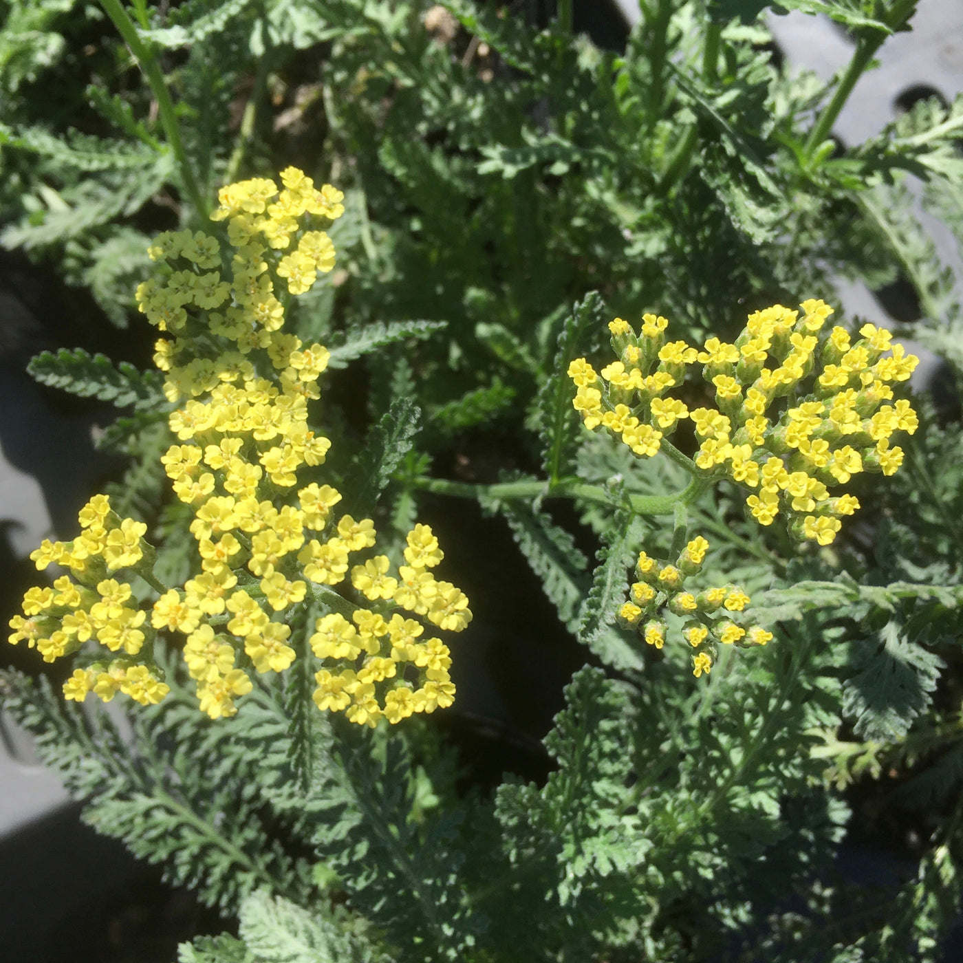 Puriri Lane | Achillea millefolium | Anthea