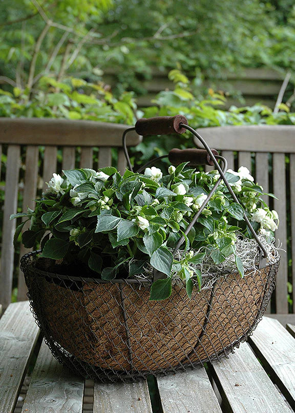 Puriri Lane | Brown Oval Wire Basket | Parnell & Co.