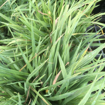 Briza media | Limouzi Quaking Grass