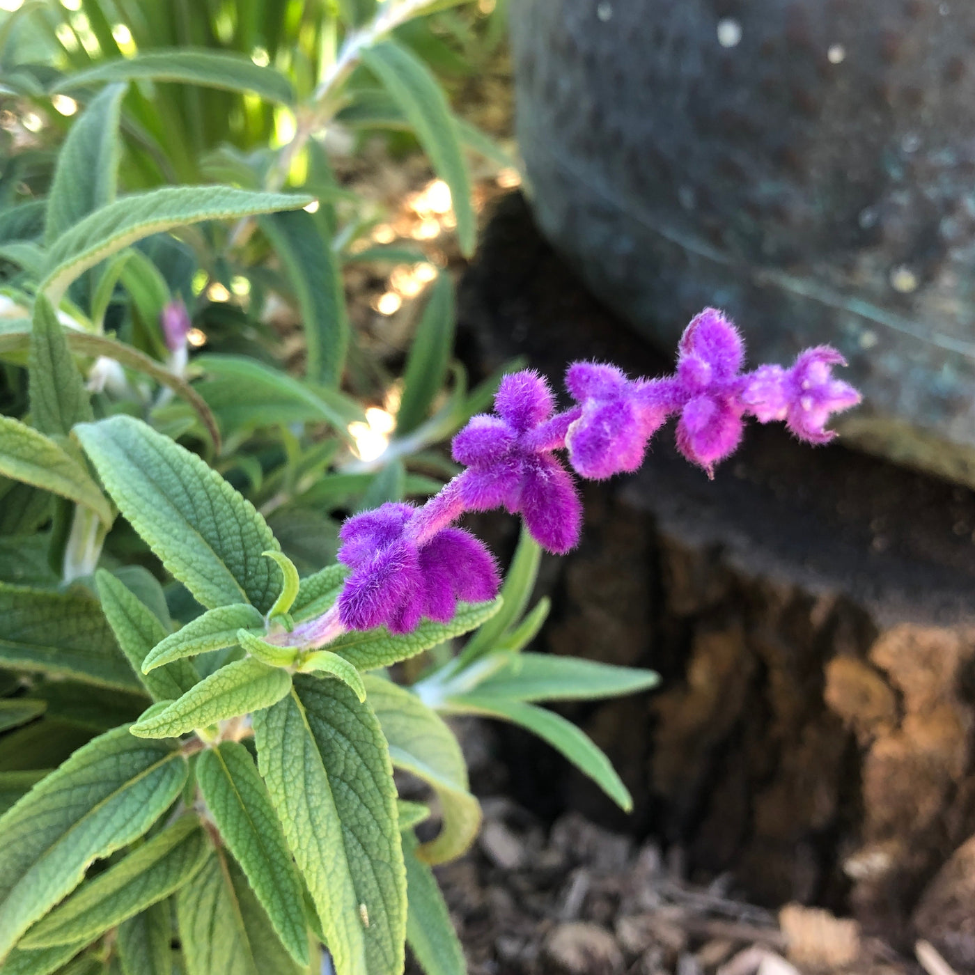 Puriri Lane | Salvia  | Leucantha