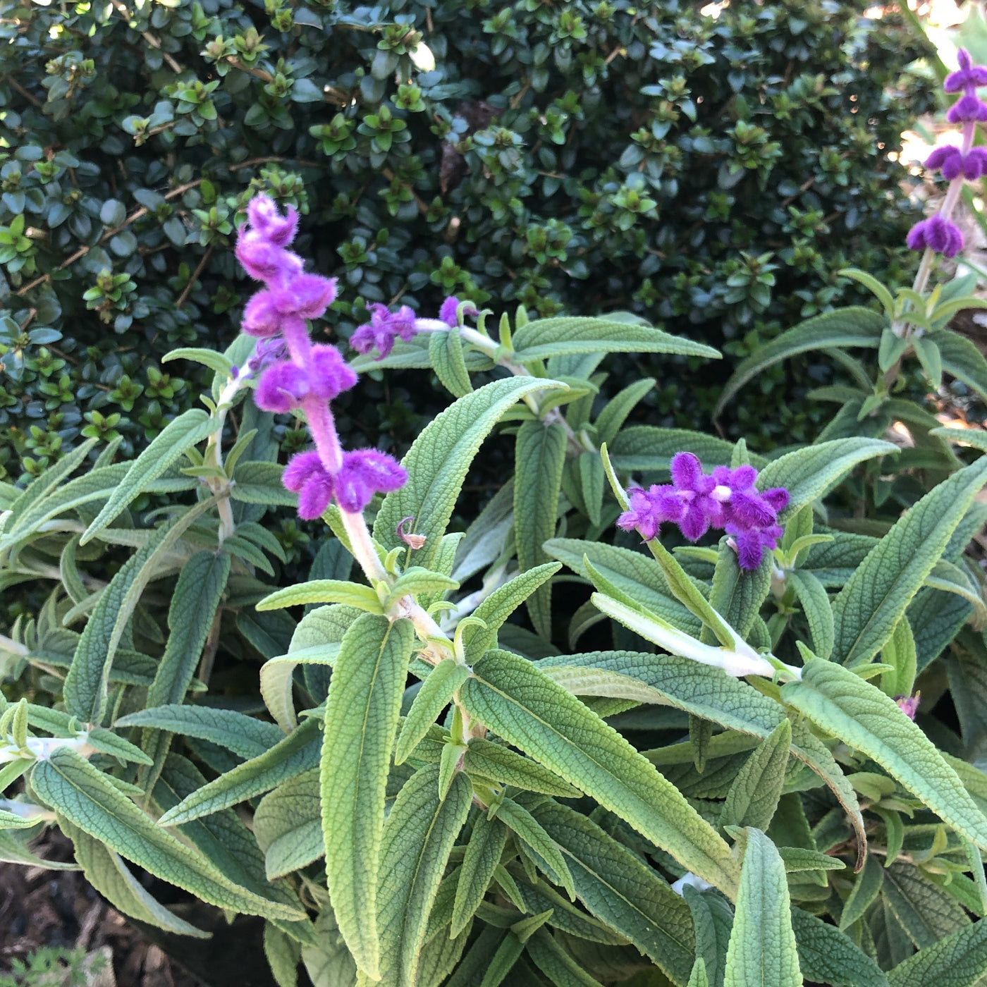 Puriri Lane | Salvia  | Leucantha