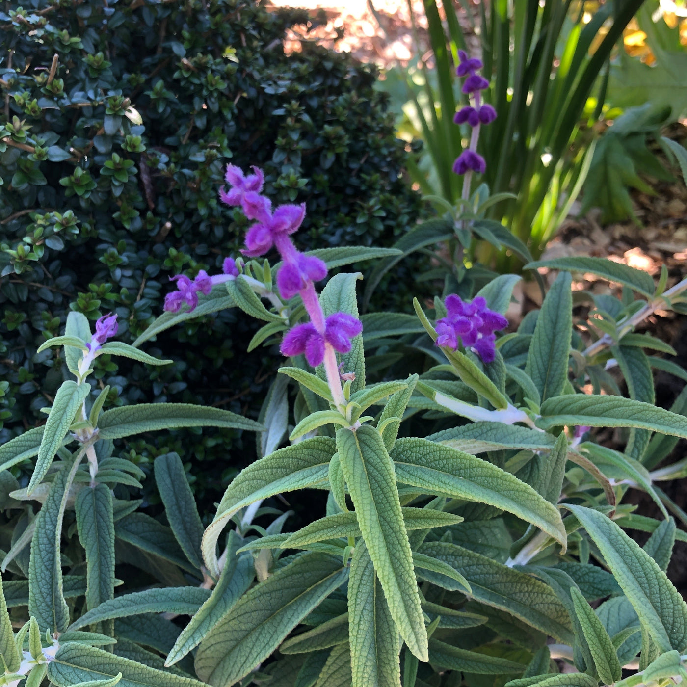 Puriri Lane | Salvia  | Leucantha