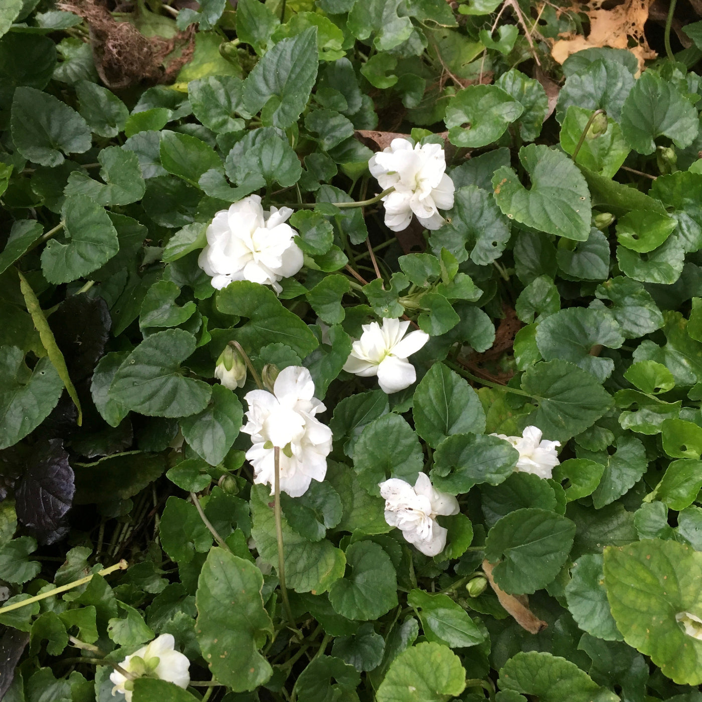 Viola odorata | Swanley White