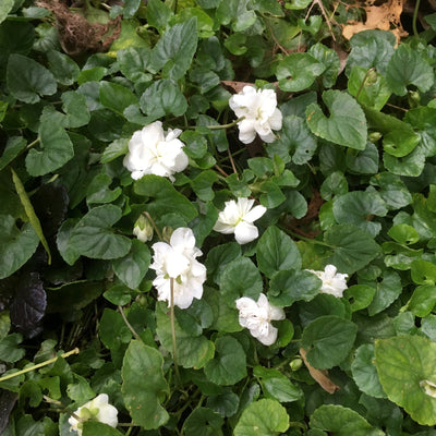 Viola odorata | Swanley White
