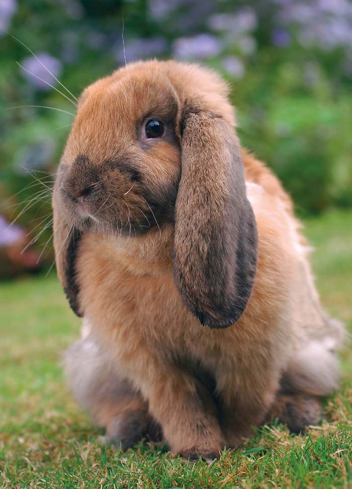 Puriri Lane @ Addenbrooke | Rabbit | Country Cards