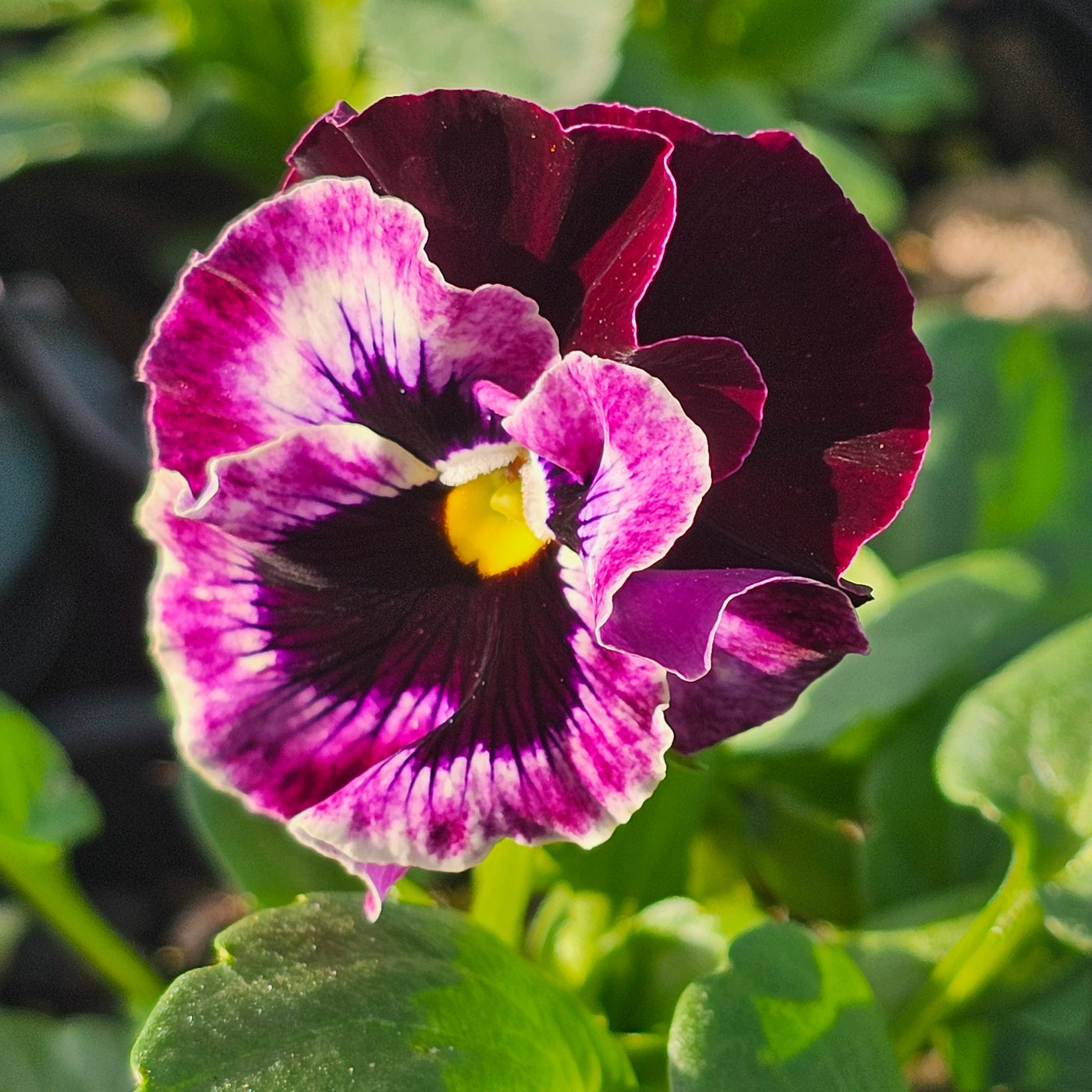 Pansy | Raspberry Mix