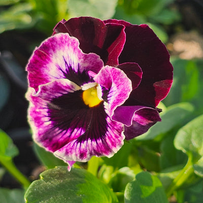Pansy | Raspberry Mix